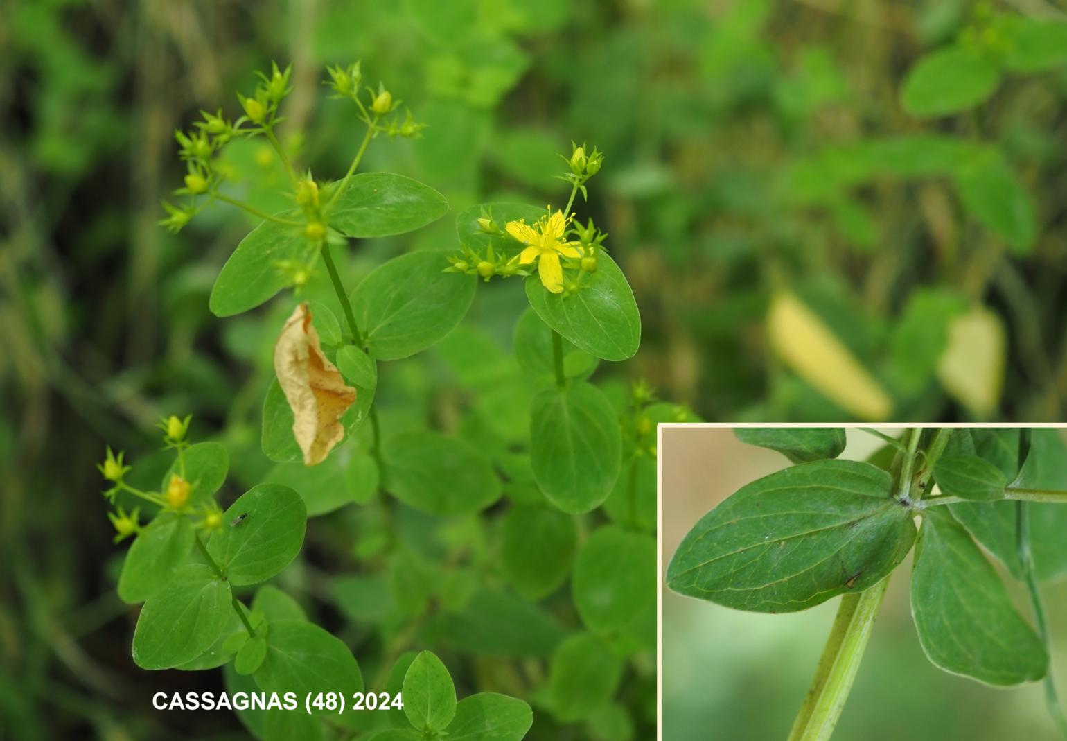 St. John's Wort, Square-stemmed